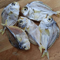 Mullan Fish(മുള്ളൻ മീൻ )